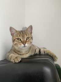 Чудесный красивый ласковый котик по имени Сафари 10  мес ищет дом