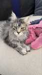 Femela Maine Coon black silver