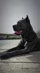 Femela cane corso