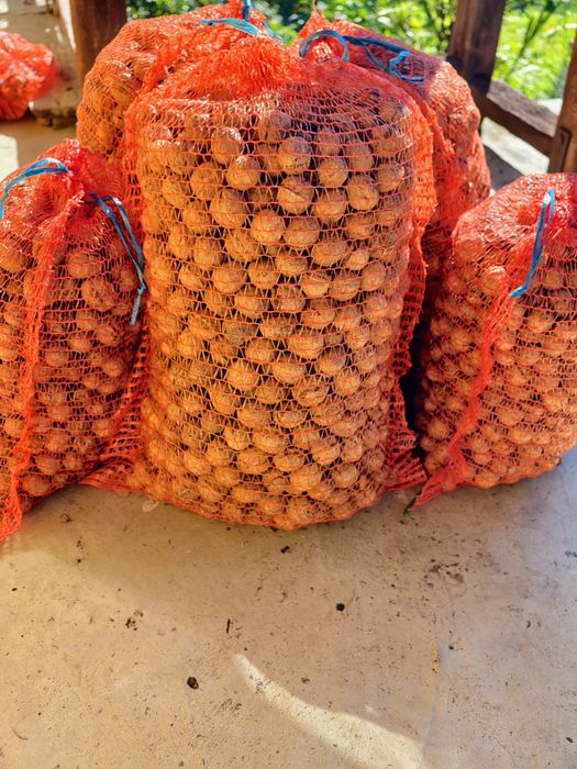 Vand nuci 2025! La saci de 10 sau 5 kg
