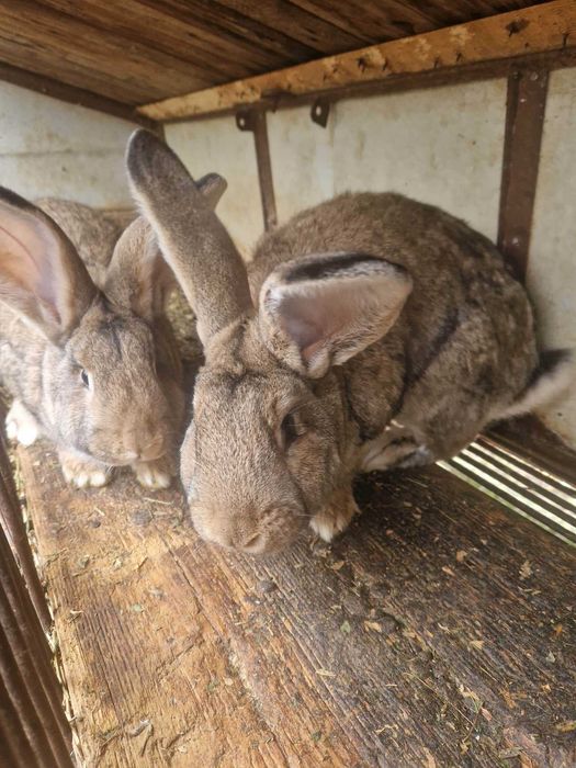 iepuri de casa belgian romanesc 2 buc. pret per buc.