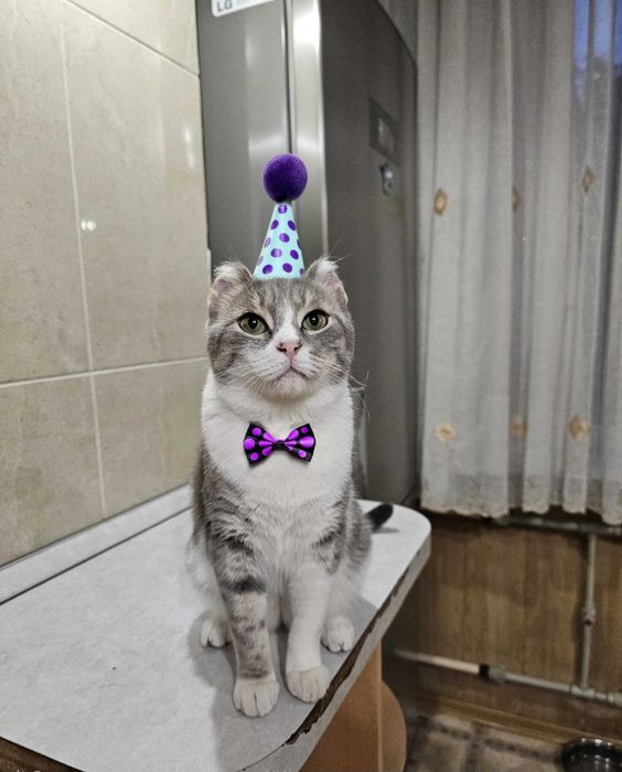 Ищет дом очаровательный котик!