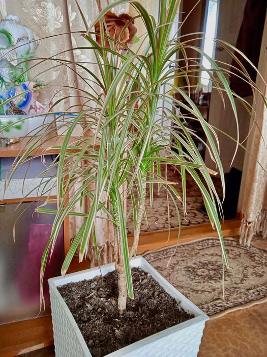 Продам комнатный цветок Драцена