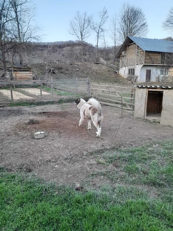 Vând câine și cățea ,rasa Bucovina sunt învățați la oi .