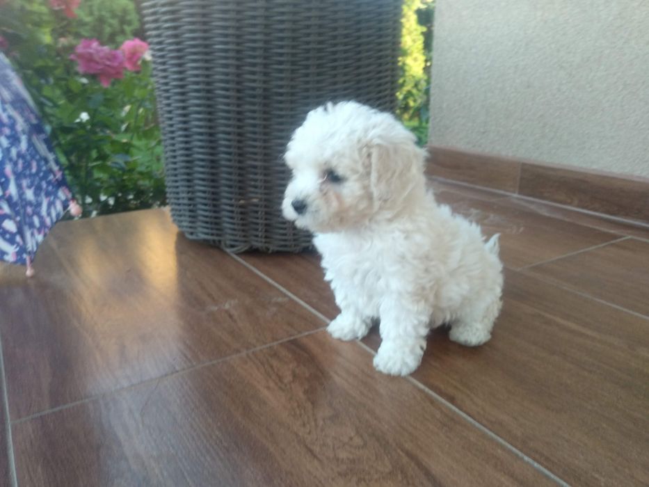 Bishon Frise pedigree