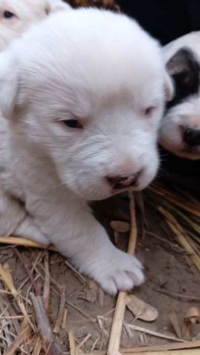 Chopon kuchuklar sotiladi