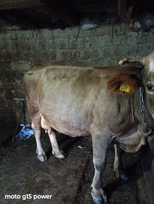 Vând vaca de calitate