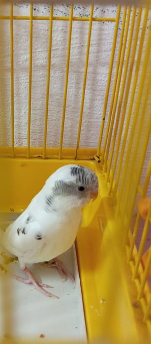 Продам Попугая с клеткой вместе