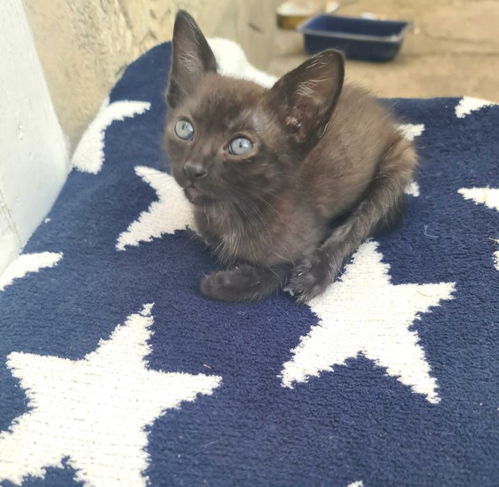 Ofer spre adoptie 2 pui de pisica