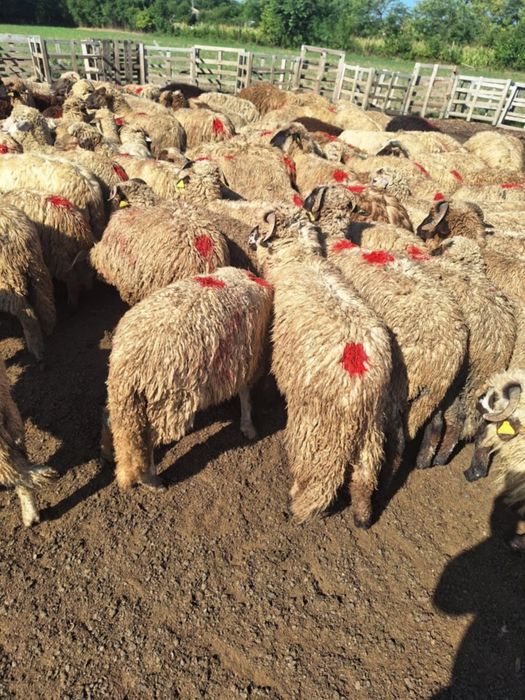 Cârlanii de vanzare