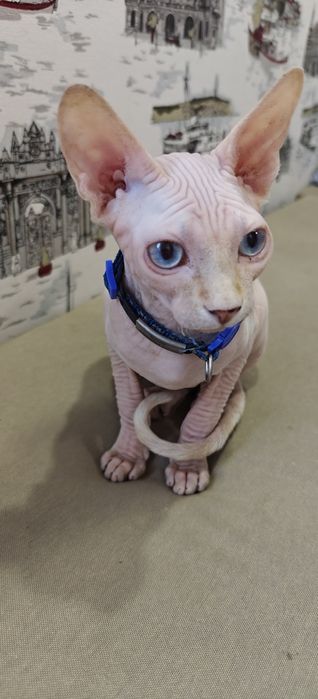 Мъжко Коте Канадски Сфинкс