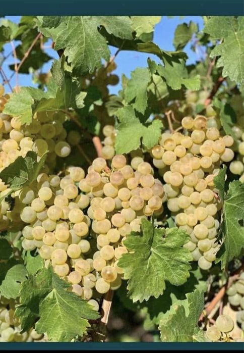 Struguri de vin