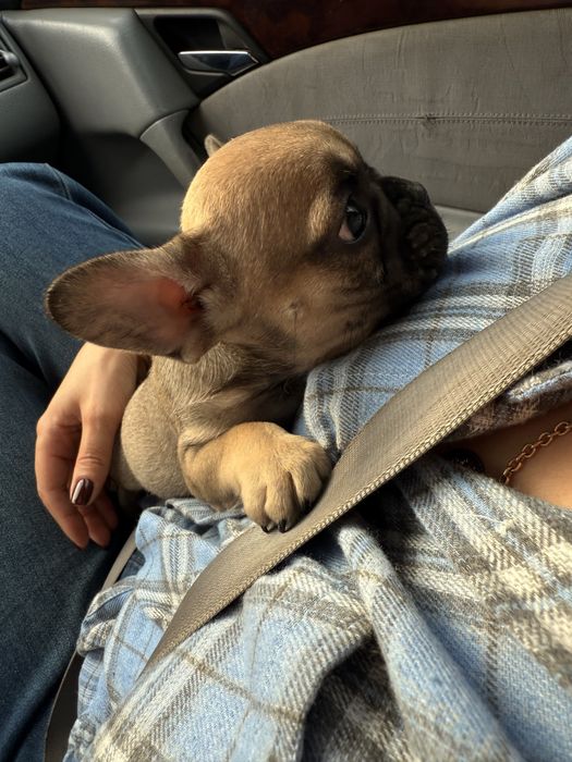 Французкий бульдог,мальчик ,3 месяца