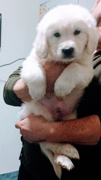 Băiețel Golden Retriever cu Pedigree