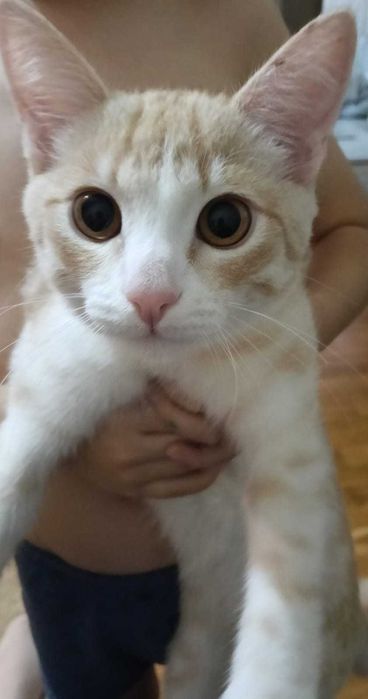 Пристрою домашнего котёнка (4 месяца)