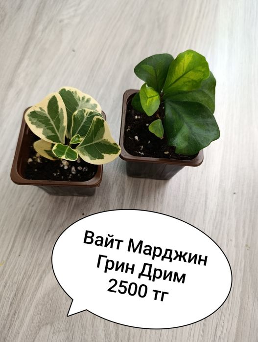Продам Сортовые Фикусы
