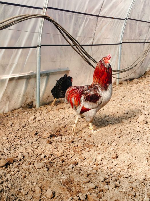 Cocos Araucana deosebit