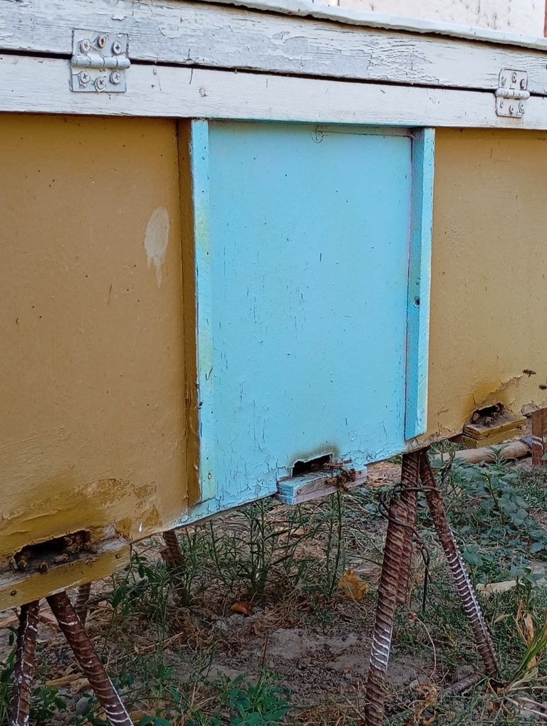 Продается пасека, 25 семей