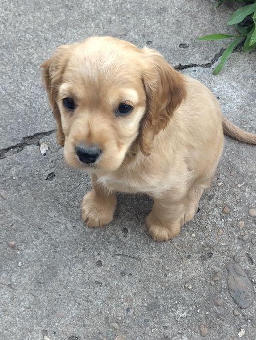 Кокер шпаньол - кученца