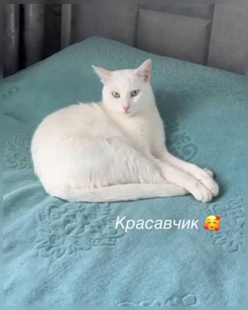Снежок ищет семью!