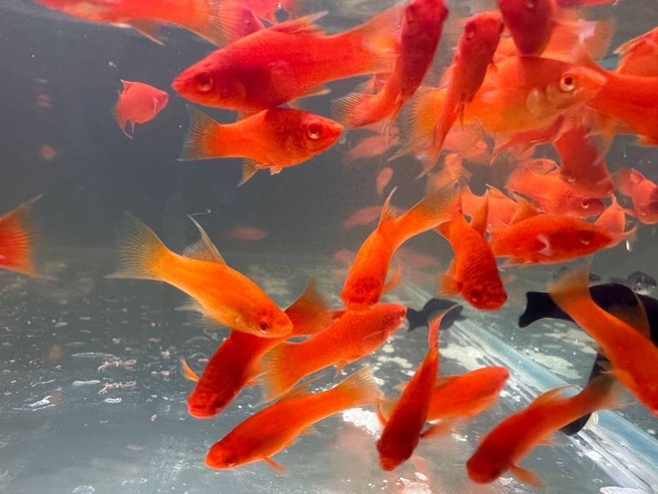 Меченосец Рубин Вильчатый сотувда