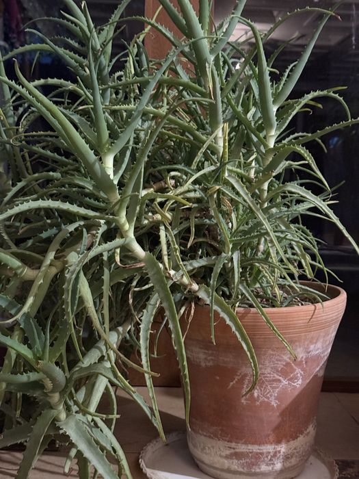 Продаётся огромный цветок алоэ