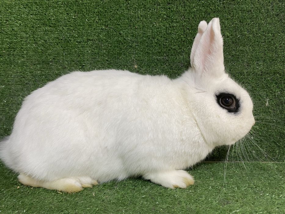 Sotiladi Xatot quyon , продается кролик Хатот