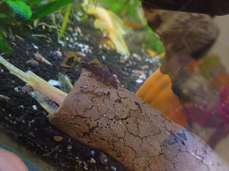 Pui ancistrus calico,melci,pleco