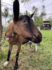 Capra alpina fraceza