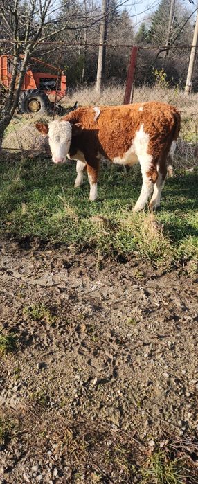 Vând tauras în vârstă de 6 luni