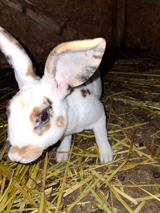 Iepuri rex dalmatian, berbec german, secuiesc