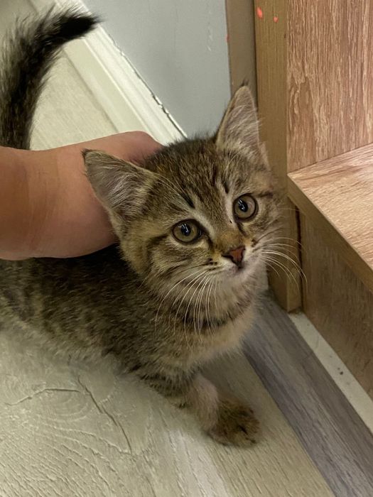 Продам котика 1,5 месяца