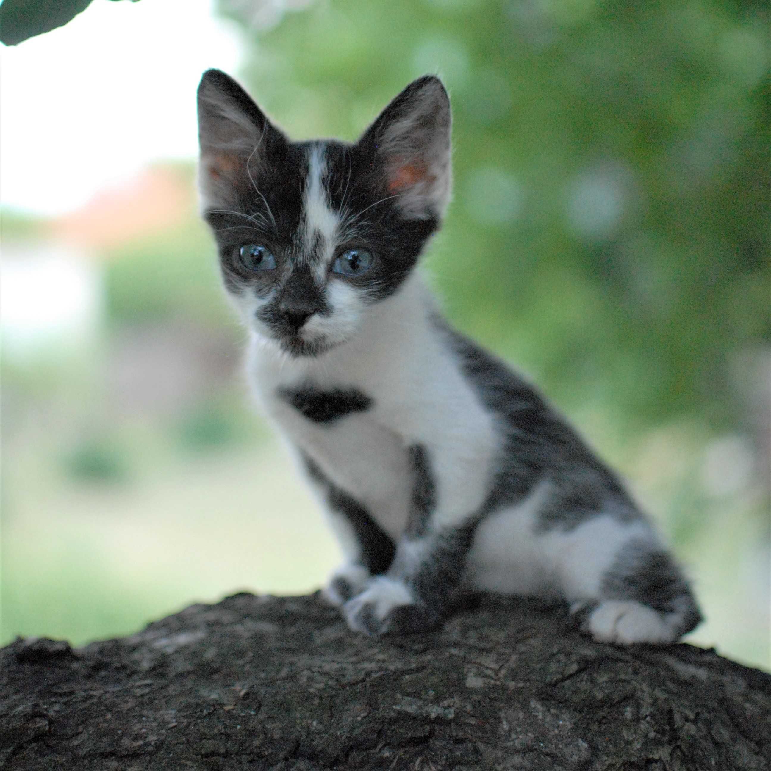 Котета на 2 месеца