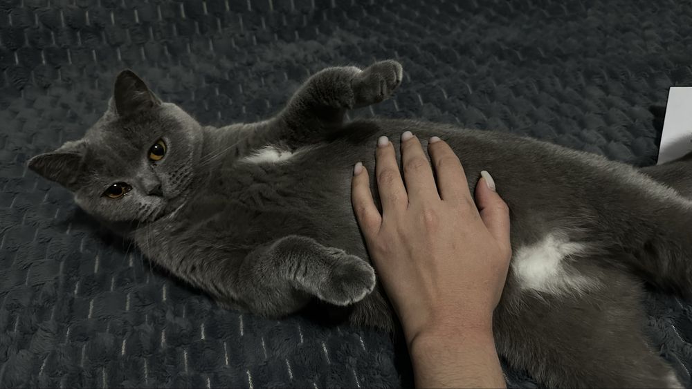 Шотландская прямоухая, Скотиш страйт