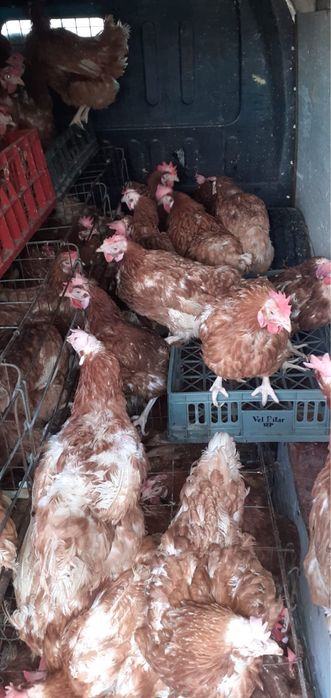 Vand gaini ouatoare cu transport in localitatea ta