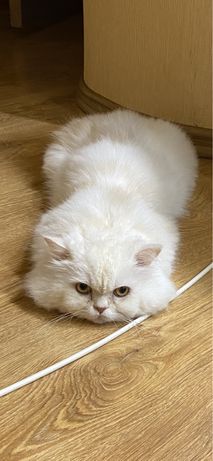 Персидский,белый кот приглашает в гости кошечку для вязки.