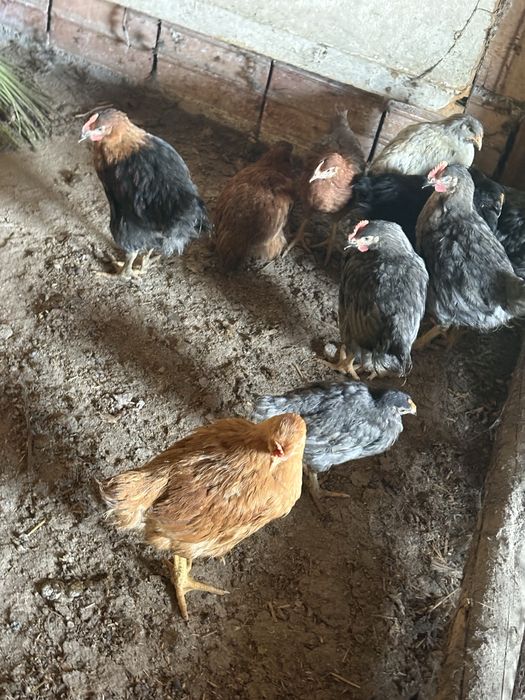 Домашни пилетаа