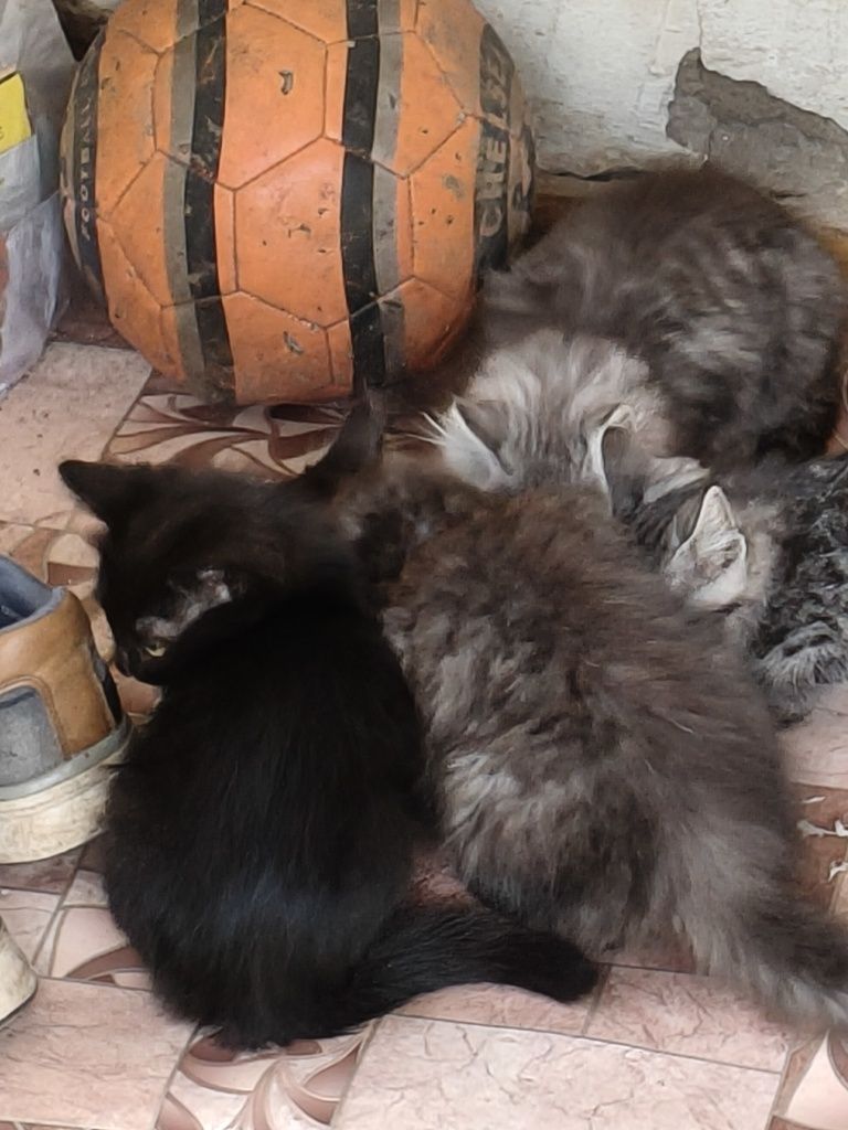 Отдам в добрые руки котят
