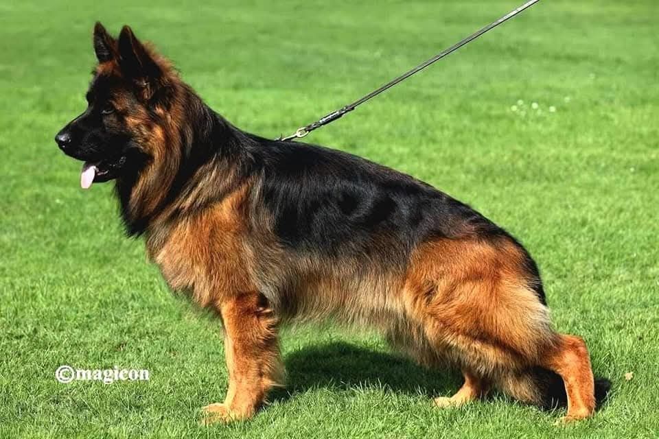 Mascul ciobănesc german de vânzare