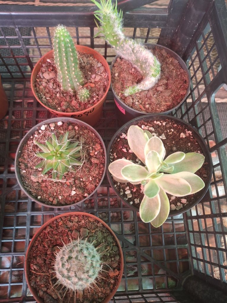 Vand pui de cactusi .10 lei bucata.