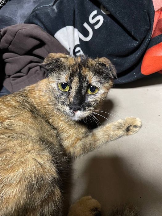 Котенок вислоухий, девочка