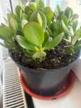 Crassula ovata planta banului