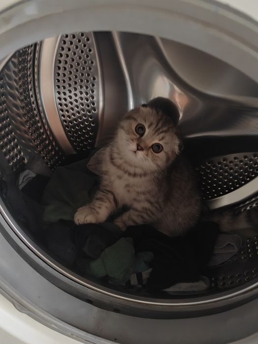 Шотландские вислоухие котята