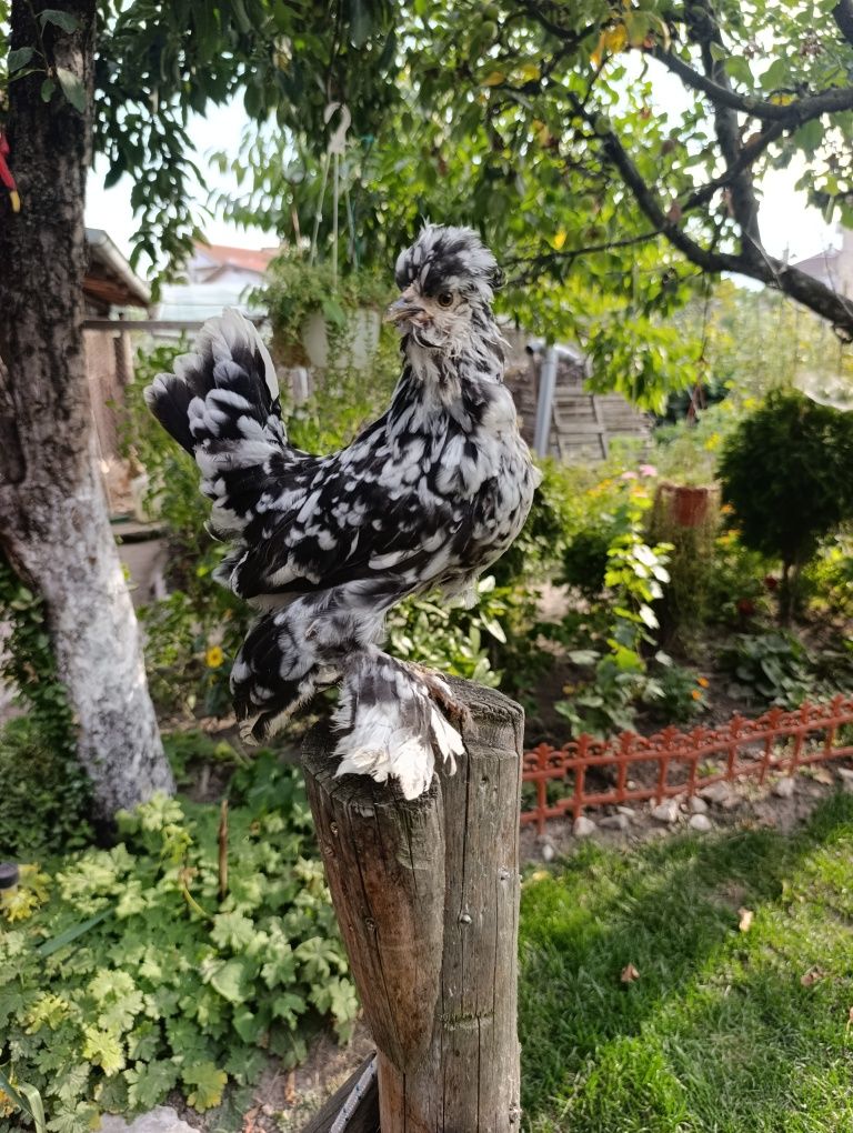 Струмски бантам ярки