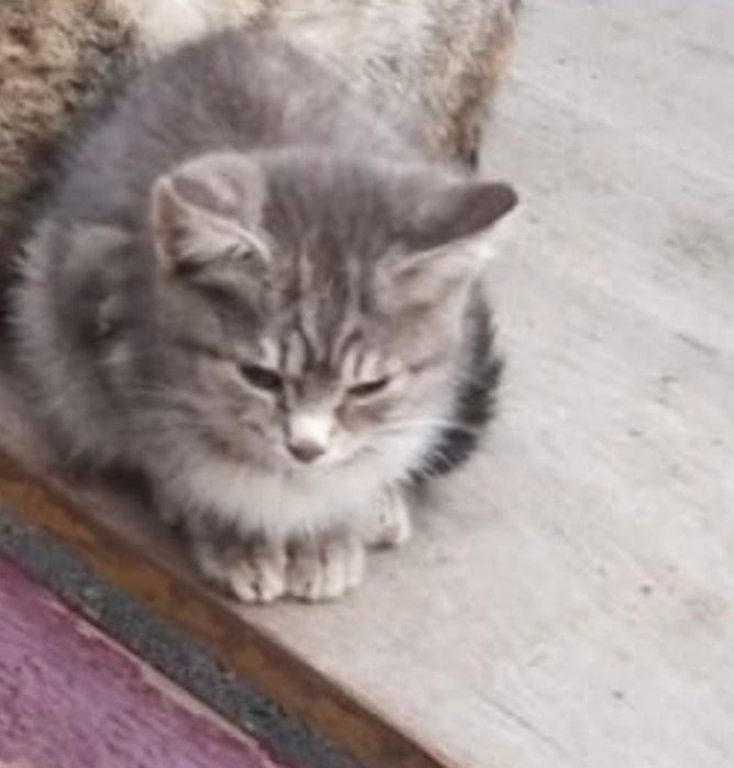 Возле подъезда бегают маленькие котята, возраст примерно 1,5- 2 месяца