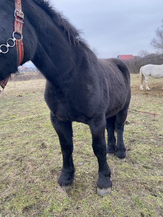 Manza de 1 an si 7luni