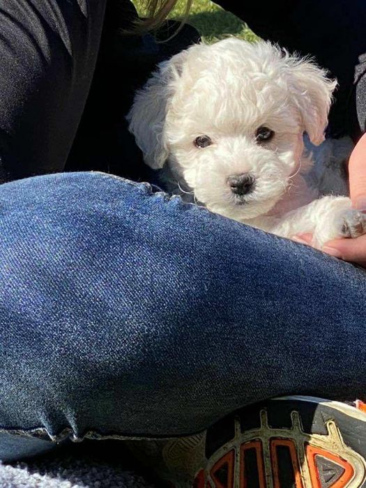 caniche poodle mini toy