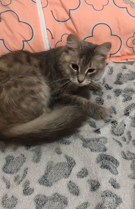 Отдам кошечку Люсю в хорошие руки