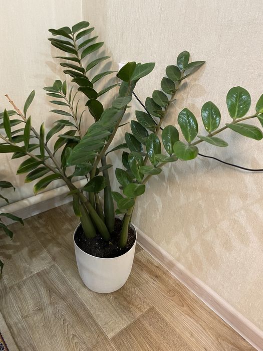 Долларовое дерево