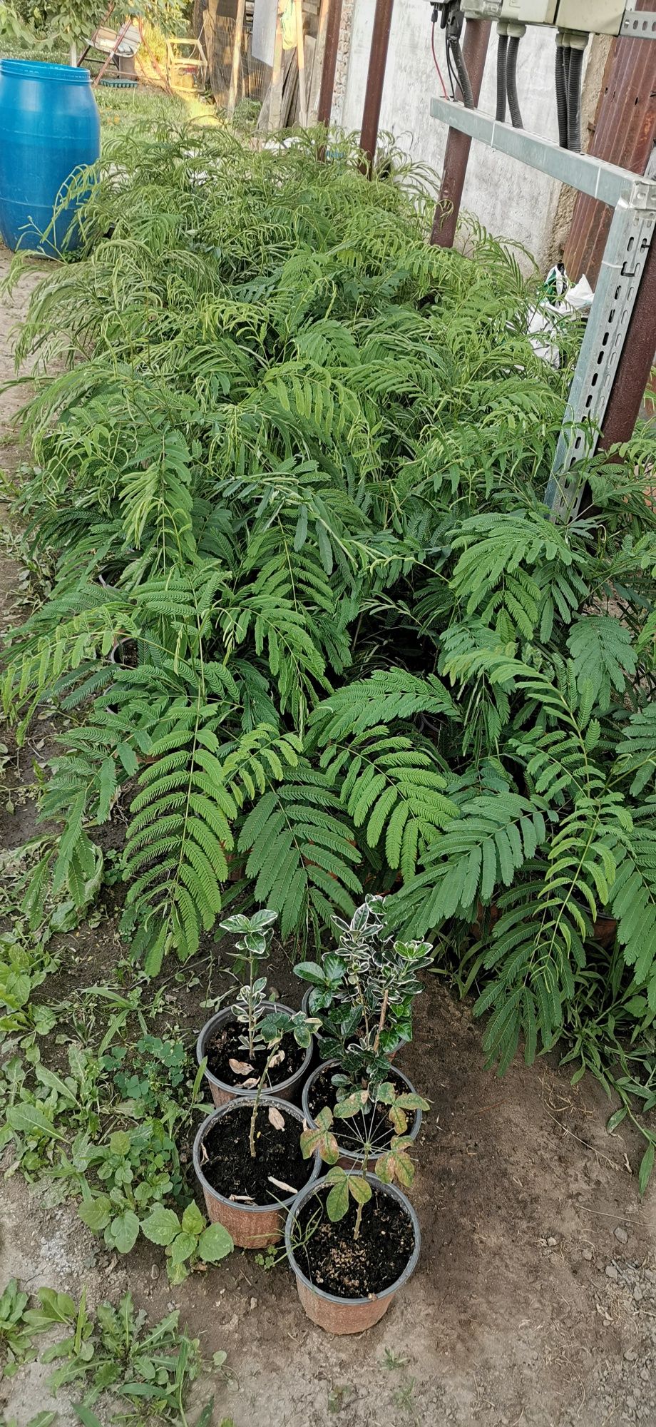 Arbore de mătase (Albizia)